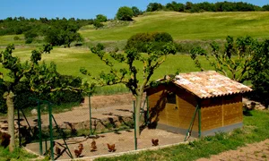 Huerto y gallinero de la Masia Can Bellver